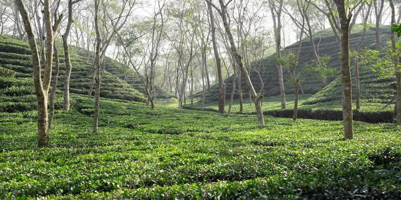 গাছে ঘেরা সবুজ চা-বাগান
