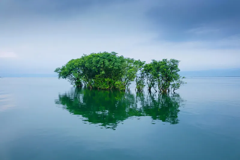 জলের ওপর দাঁড়িয়ে থাকা সবুজ গাছ