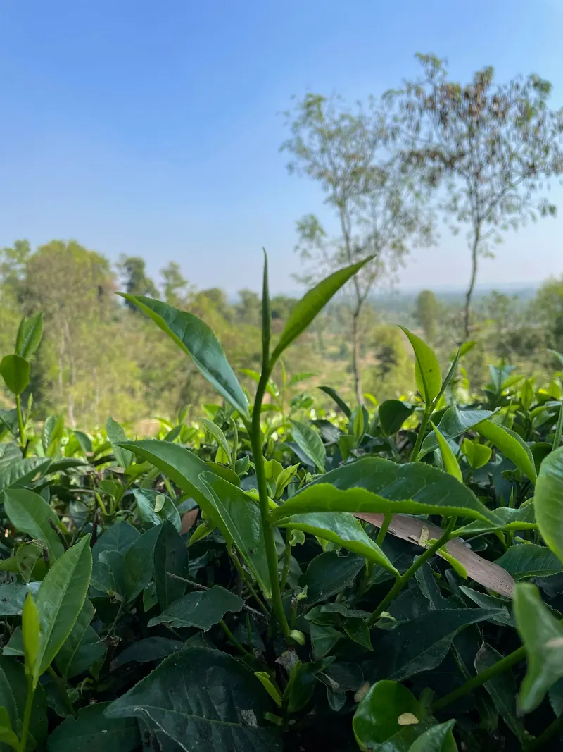 টিলাজুড়ে সবুজ চা-গাছের সারি