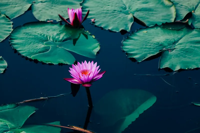 পুকুরে ফুটে থাকা গোলাপি শাপলা